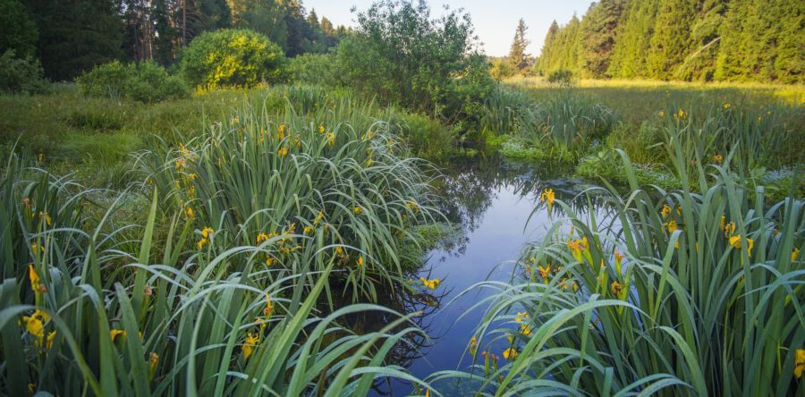 Natuurgebied Vlijmens Ven recent uitgebreid