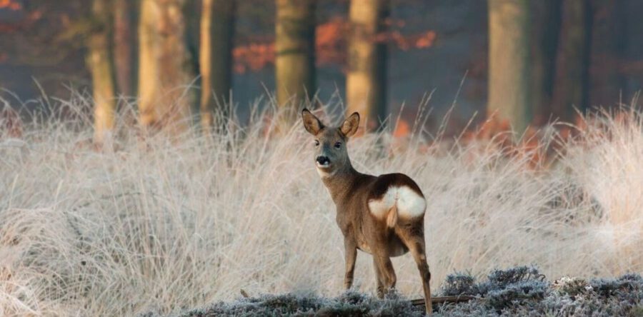 Loslopende honden maken slachtoffers in Loonse en Drunense Duinen
