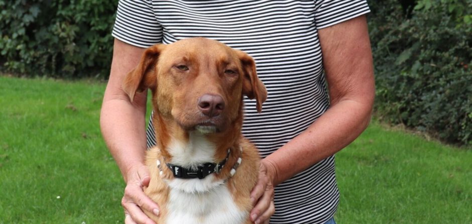 Honden gered na kettingbotsing in Dongen