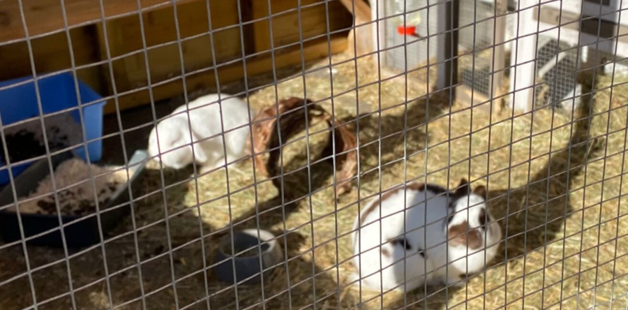 Konijnen knuffelen op school (Video)