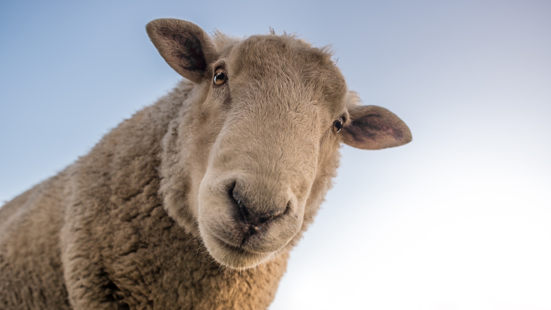 Schapen gestolen uit weiland aan Meidoornweg in Waalwijk