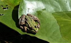 Padden in Dongen kunnen door wegafsluiting weer veilig oversteken