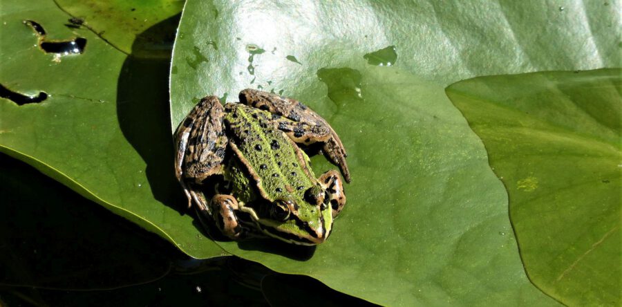 Padden in Dongen kunnen door wegafsluiting weer veilig oversteken