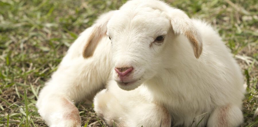 Lam uit sloot gered door dierenambulance