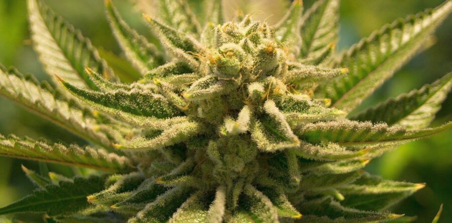 Hennepkwekerij opgerold, burgemeester wil huis sluiten