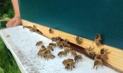 Bijenkasten uit Waspik vooralsnog niet gevonden