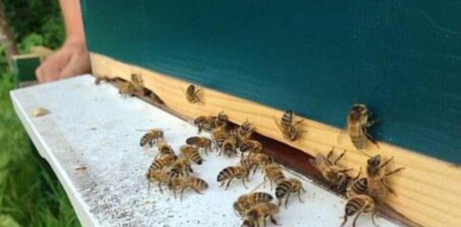 Nationale Zaaidag in Loon op Zand