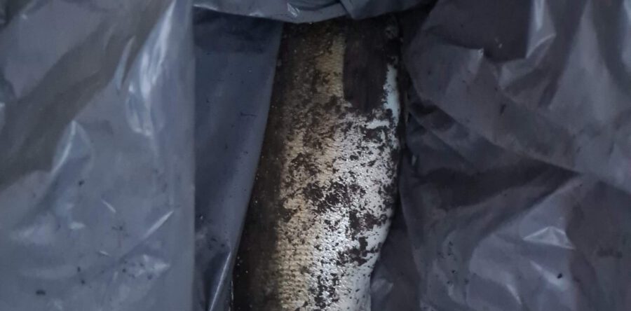 Man slaat snoek en politie aan de haak