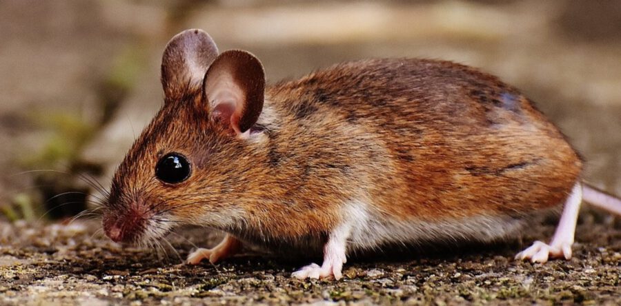 Na wespenplaag mogelijk ratten- en muizenoverlast