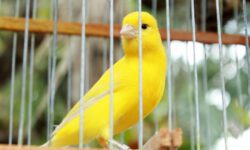 Wereldtitel voor vogelvereniging uit Drunen op internationale show