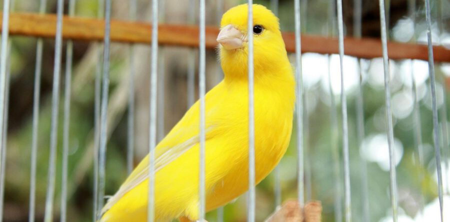 Vogelverenging De Edelzanger organiseert een internationale vogelshow