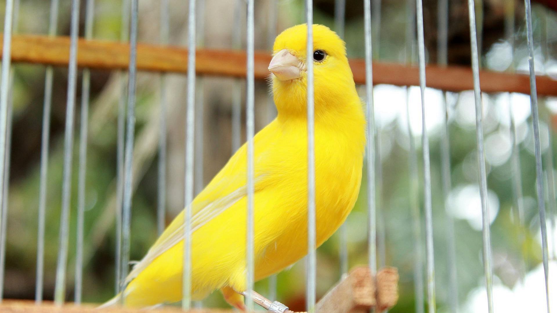 Wereldtitel voor vogelvereniging uit Drunen op internationale show