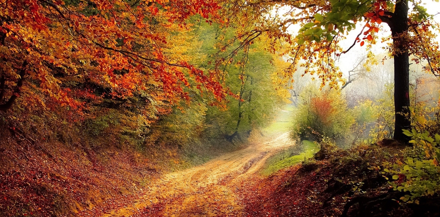 Eerste Brabantse burgerbos in Loon op Zand