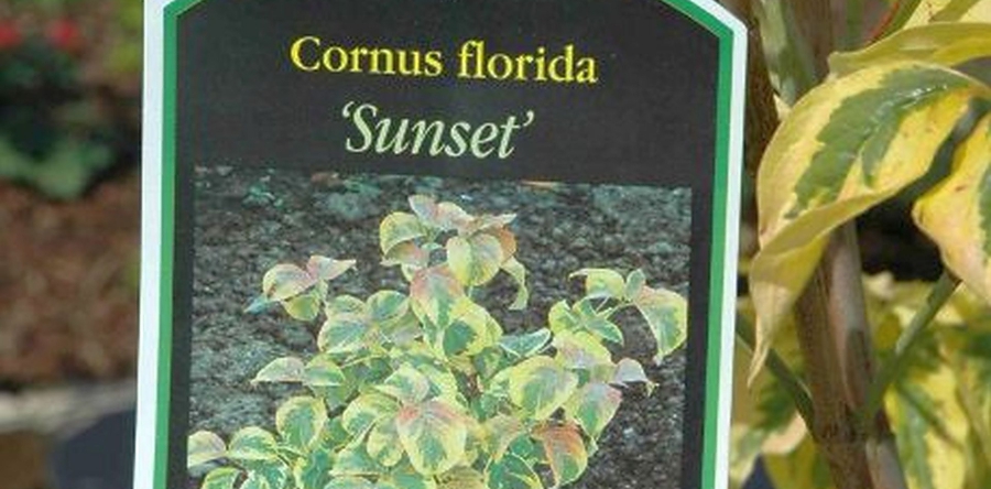 Plantennamen zijn spannender dan je denkt