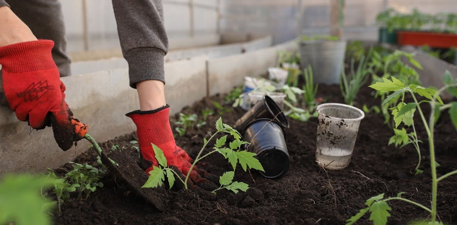 Brabantse basisscholen starten in 2023 met moestuinieren