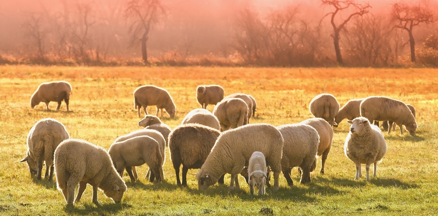 Wolf mogelijke oorzaak van 11 dode schapen in Sprang-Capelle