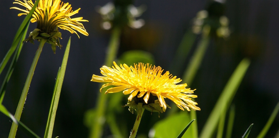 Winterse plantenjacht op de Vliedberg in Vlijmen
