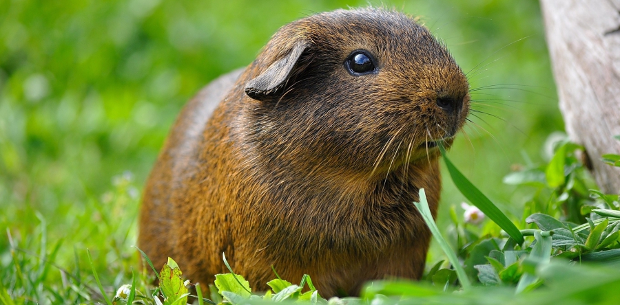 Gemeente Heusden en dierenpark Drunen: ‘Dump geen dieren’
