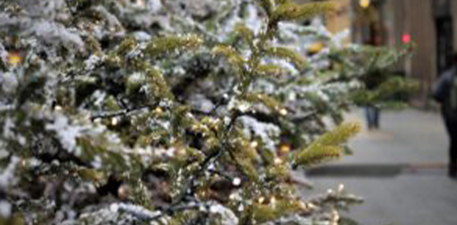 Hoog aantal kerstbomen opgehaald in gemeente Loon op Zand