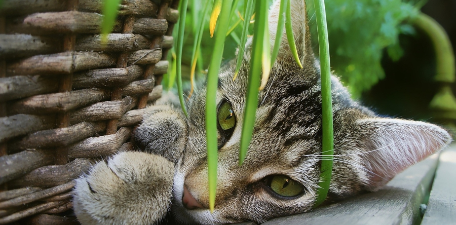 Vogels hebben het zwaar in broedseizoen: ‘houd katten ‘s nachts binnen’
