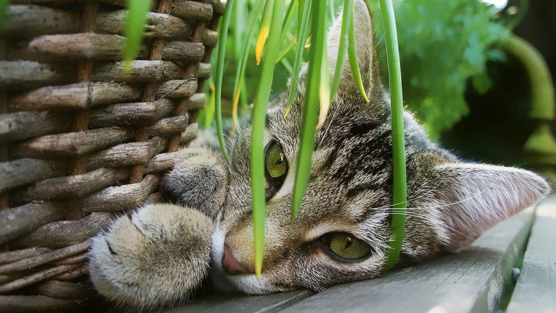 Kat gedumpt bij begraafplaats in Drunen