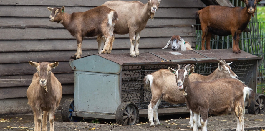 Kinderboerderij ‘t Erf zoekt vrijwilligers