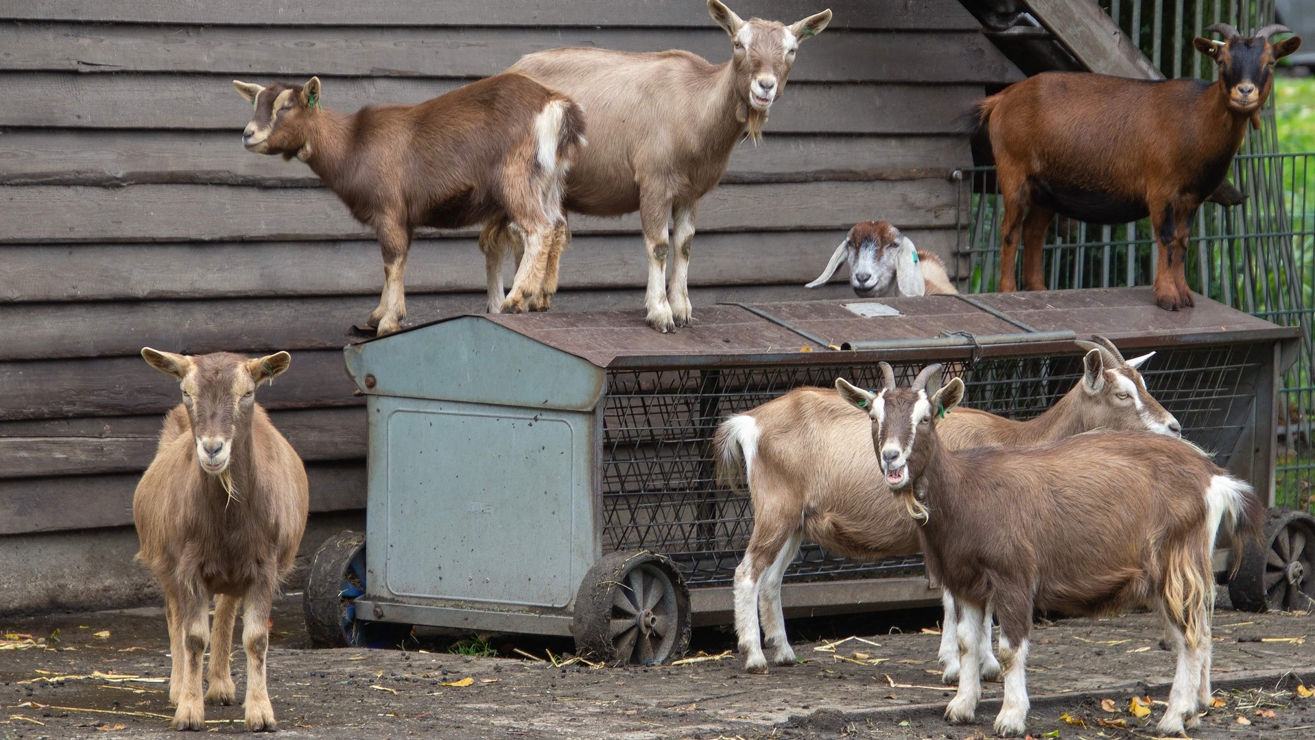 Kinderboerderij Molengeitje ontvangt 1.043,80 euro na statiegeldactie