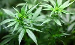 Goederen gevonden voor hennepkwekerij in Waalwijk: pand direct dicht