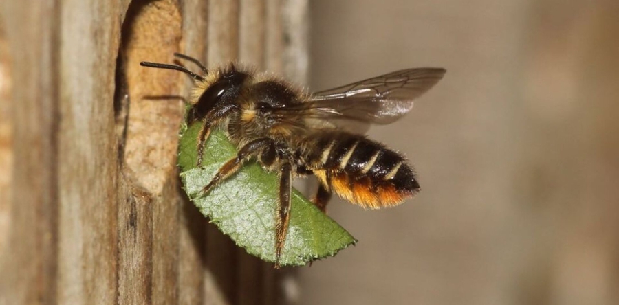 Leer meer over insecten door Pieter van Breugel