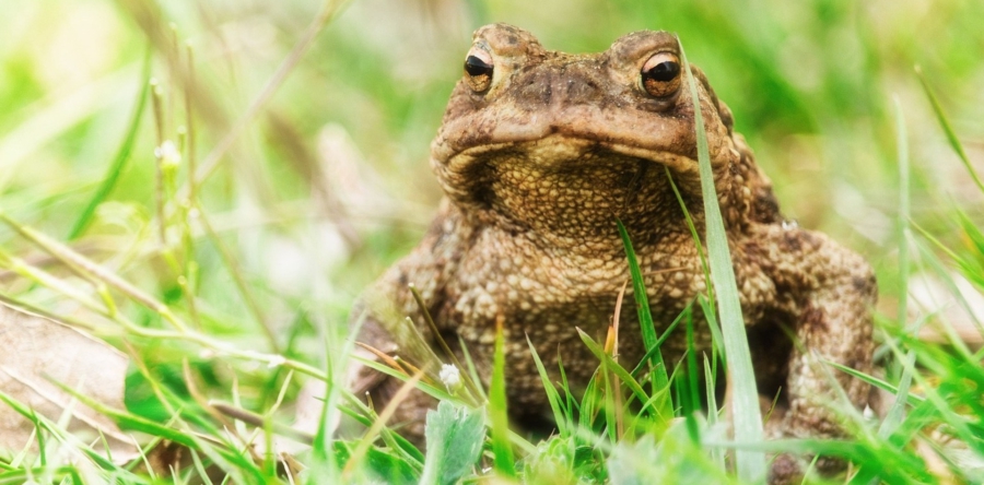Oude Baan in Dongen twee maanden afgesloten vanwege paddentrek