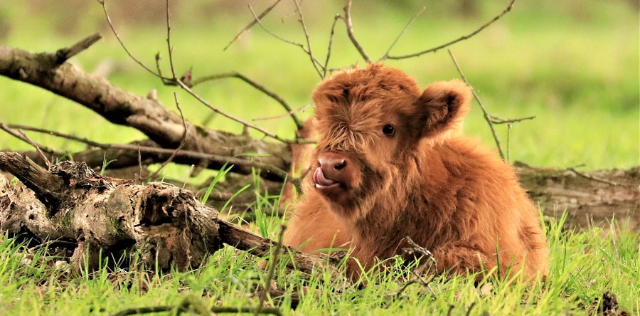 Hooglanderkalfjes geboren op Huis ter Heide