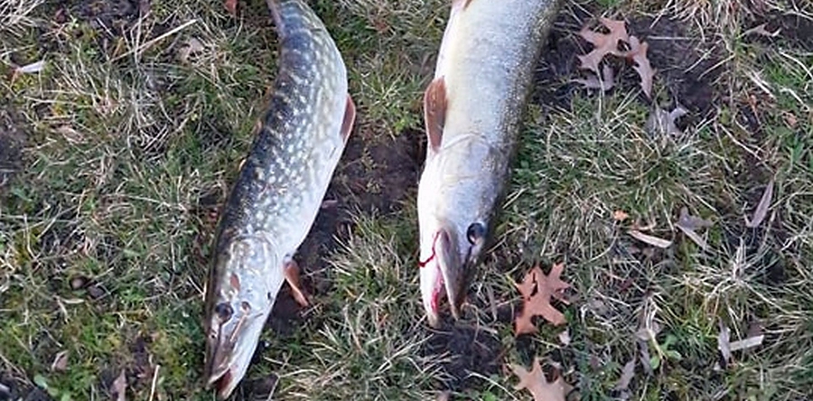 Man vist zonder vergunning