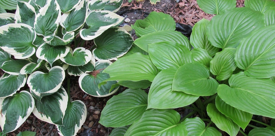 Lezing schaduwplanten voor plantenliefhebbers