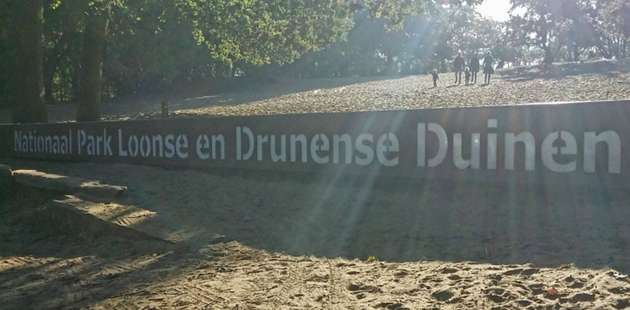 Woekerende Amerikaanse eik moet plaatsmaken voor een beter ecosysteem