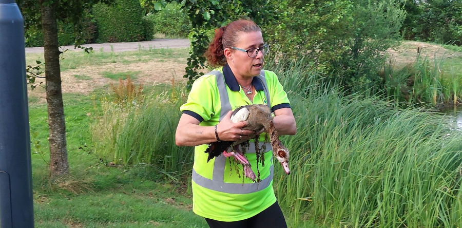 Aangereden Nijlgans wordt uit water gered