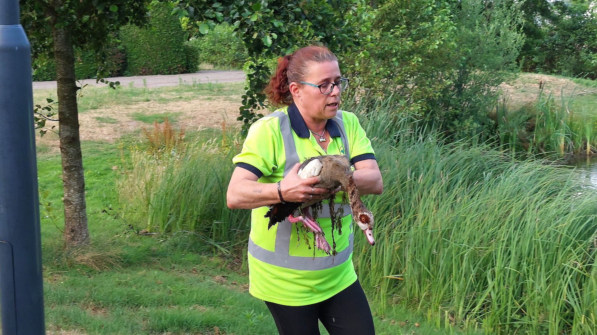 Aangereden Nijlgans wordt uit water gered