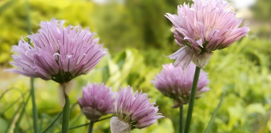 Bloemen kun je ook eten