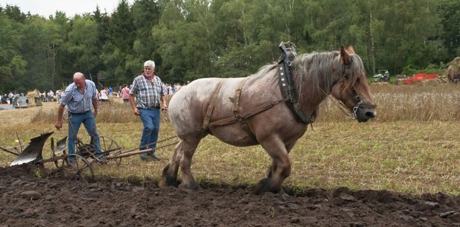 Nostalgisch oogstfeest op 20 Augustus in de Moer