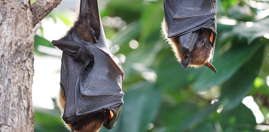 Heusden helpt diersoorten beschermen bij (ver)bouwingen