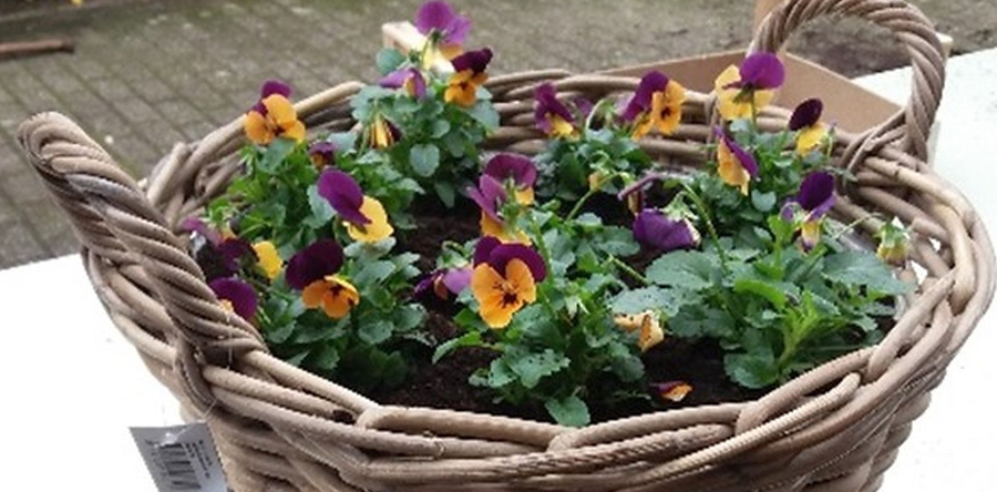 Workshop Fleurige Bollenmand op zaterdag 21 oktober 2023