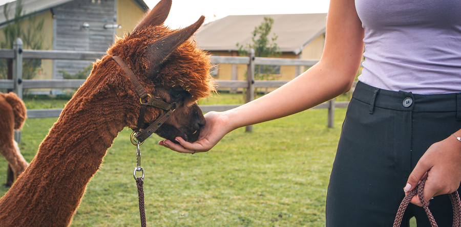 De Smulhoeve na Efteling meest populaire uitje in Kaatsheuvel