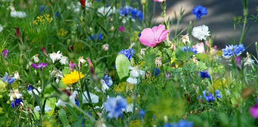 Waalwijk houdt gemeente in bloei door ‘Maai Mei Niet’ maand