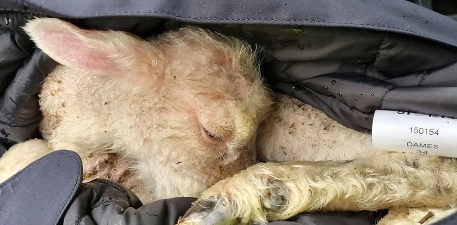 Pas geboren lammetje gevonden langs het Halve Zolenpad