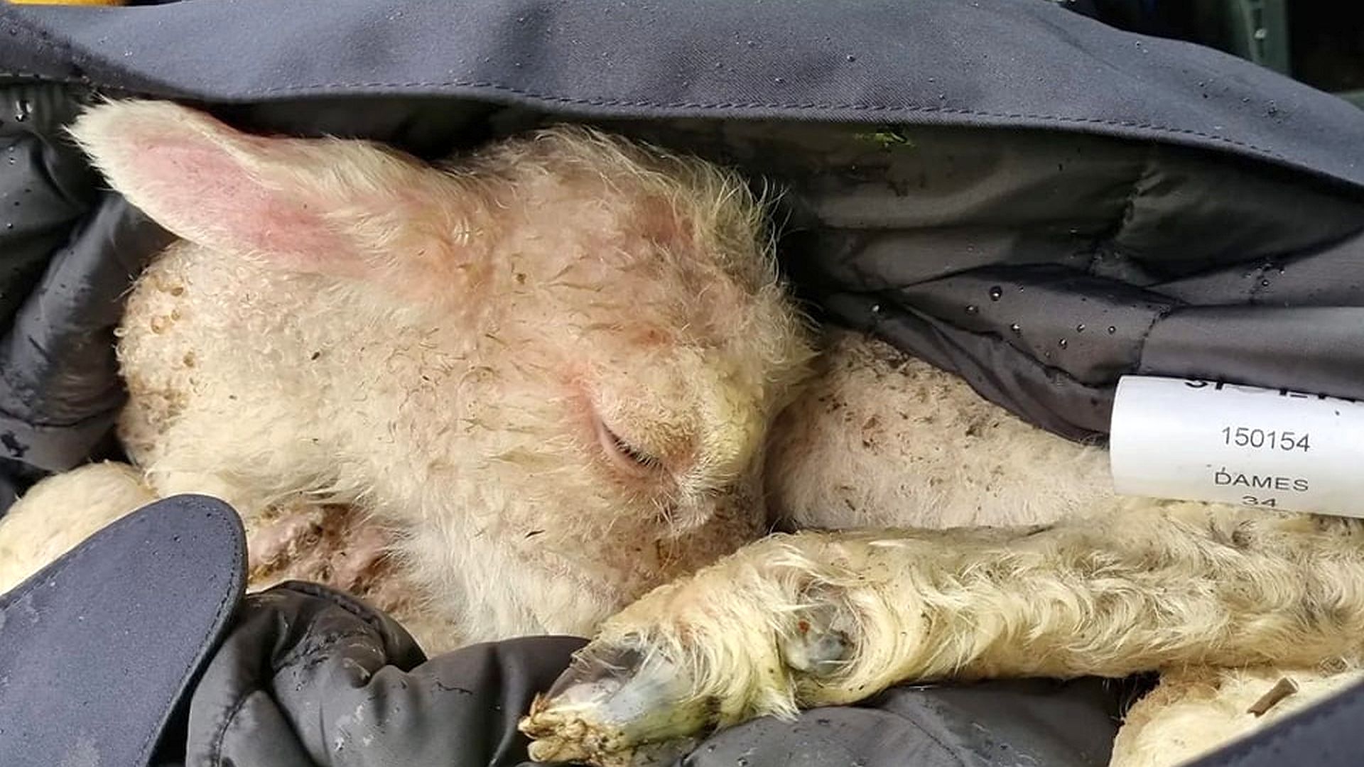 Pas geboren lammetje gevonden langs het Halve Zolenpad