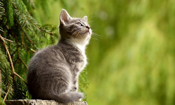 Kat uit boom gered door brandweer aan Mina Krusemansstraat