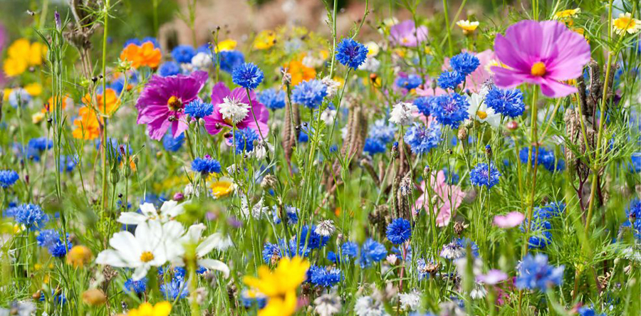 Lezing Groei en Bloei in Heusden voor meer biodiversiteit