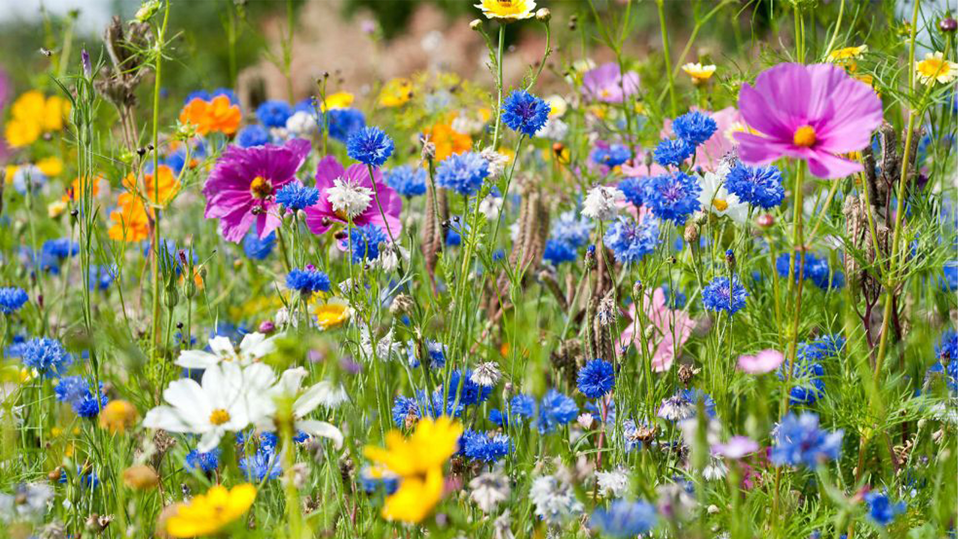 Lezing Groei en Bloei in Heusden voor meer biodiversiteit