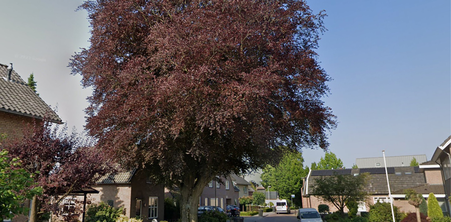 Na 125 jaar neemt Drunen afscheid van monumentale boom