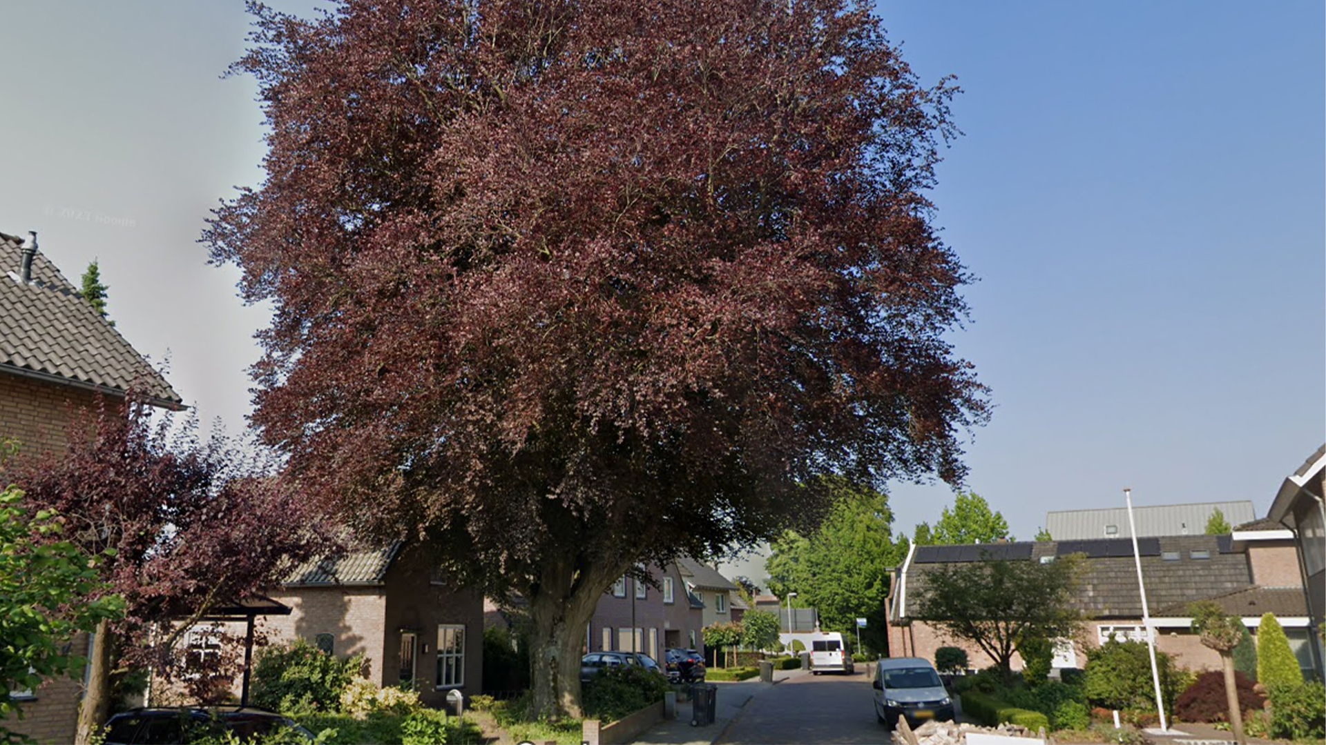 Na 125 jaar neemt Drunen afscheid van monumentale boom
