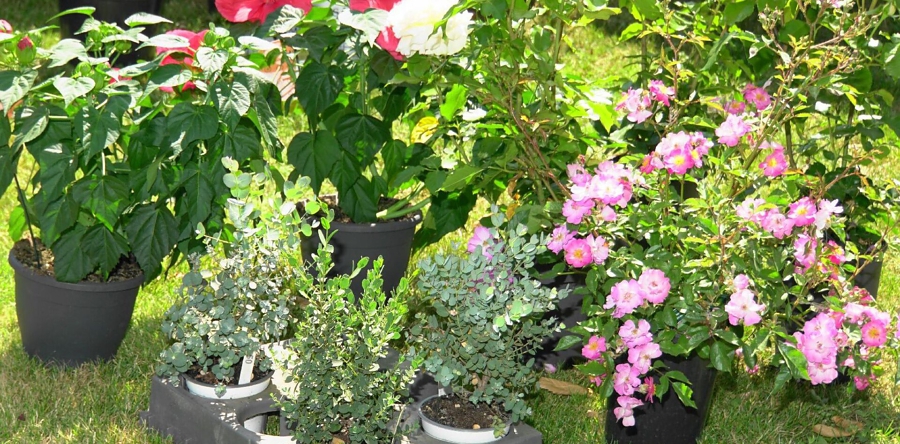 Lezing: “Bijzondere vaste planten door het jaar heen”